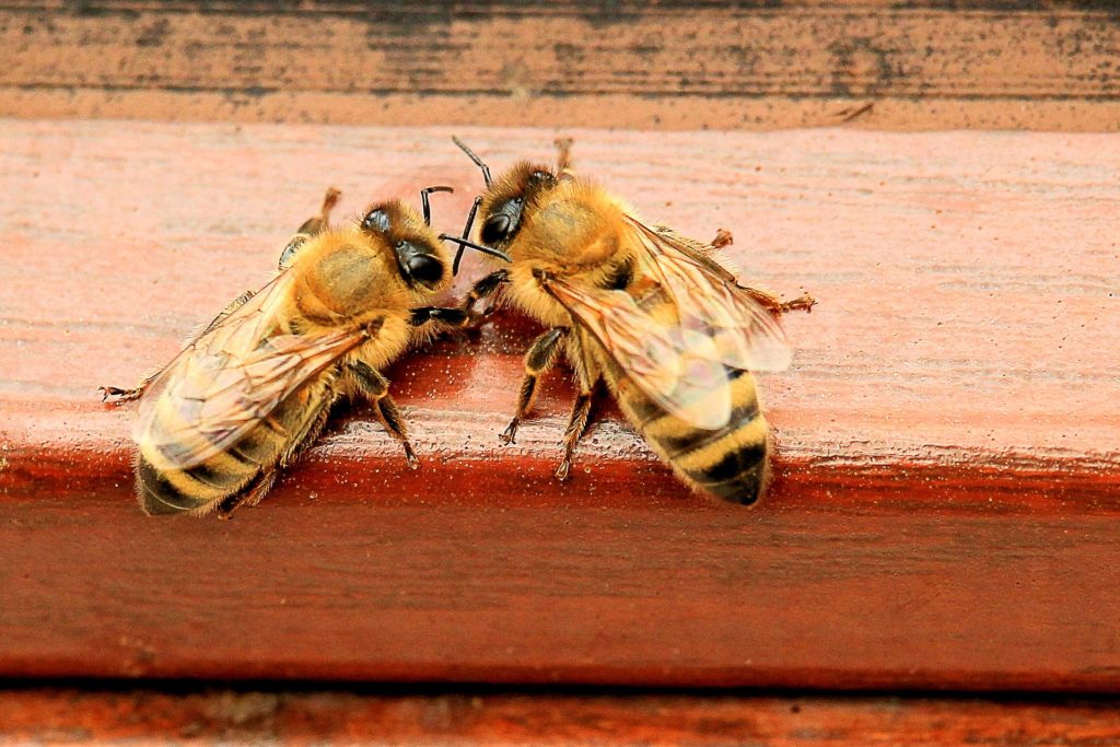 ２匹のミツバチ