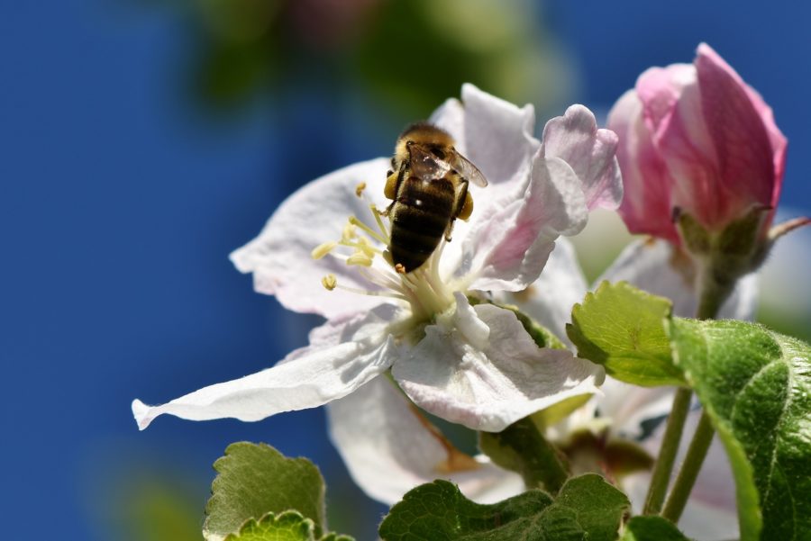 りんごの花とミツバチ