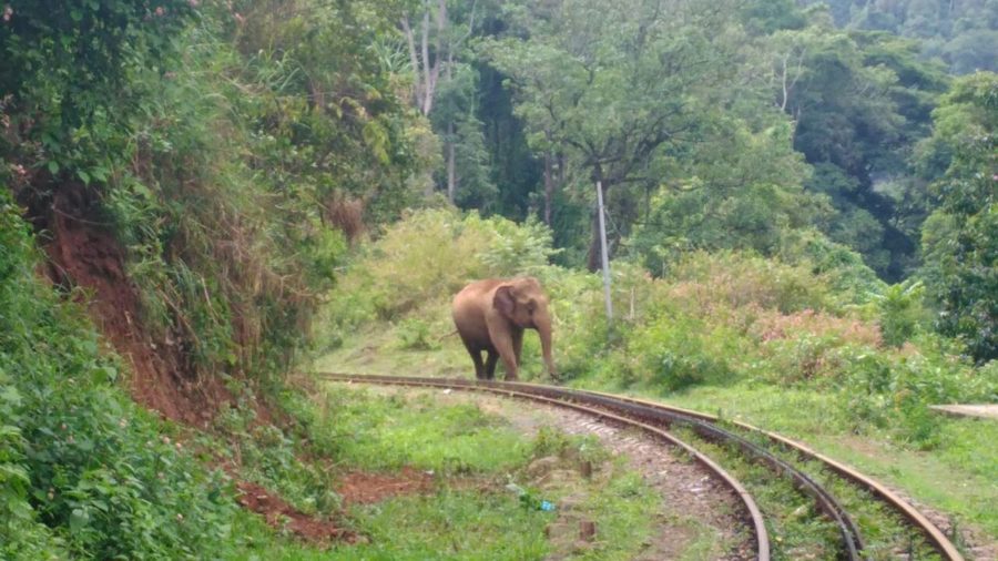 森の中の線路に立ち入る象
