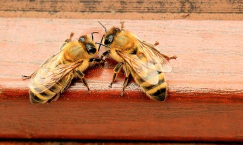 ２匹のミツバチ