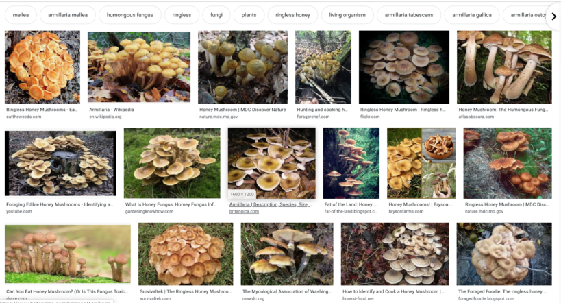 Honey Mushroomの海外Google画像検索結果