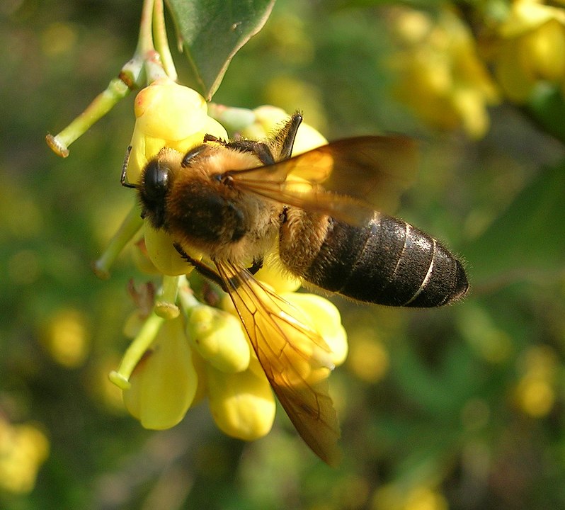ヒマラヤオオミツバチ
