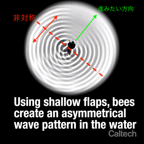 Bees Surf Their Own Waves_字幕２（加工）