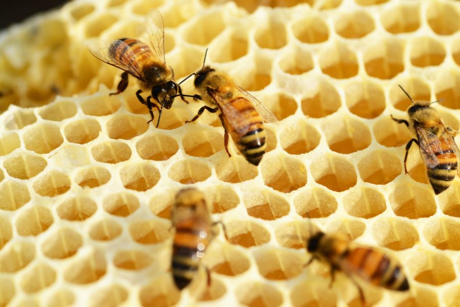 巣の中でぶつかるミツバチのイメージ