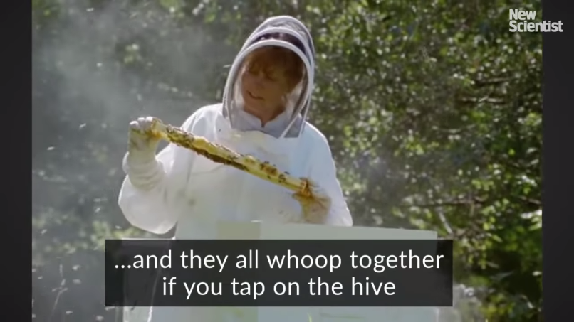 ハチが出す音の動画字幕（解説5）