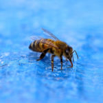 ミツバチと水
